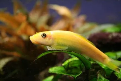 Otocinclus albino