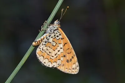 Melitaea trivia jigsaw puzzle