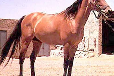 פאזל של Darashouri