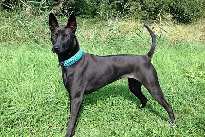 Thai ridgeback