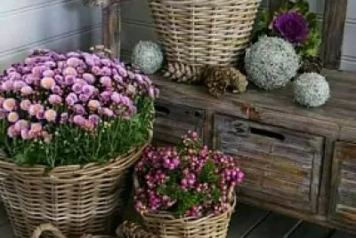 flores