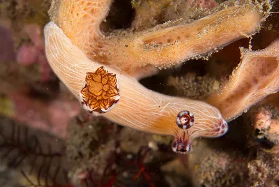 Jorunna rubesciens
