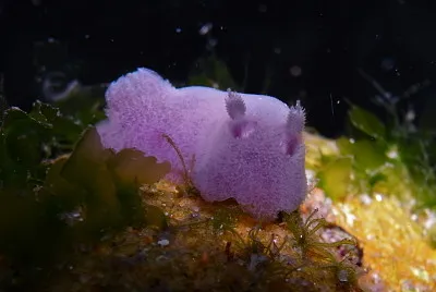 Jorunna sp
