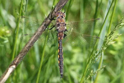 Epitheca cynosura