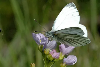 Pieris napi jigsaw puzzle