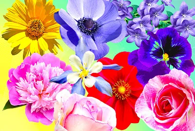 Fleurs