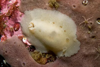 Jorunna tormentosa