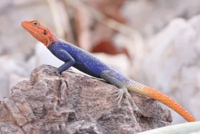 פאזל של Agama plantceps