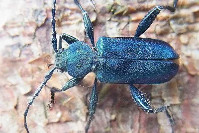 Callidium violaceum jigsaw puzzle