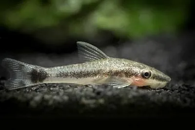 Otocinclus macrosplilus