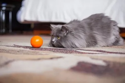 Siberiano grigio