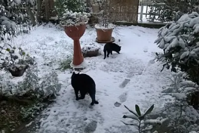 neve