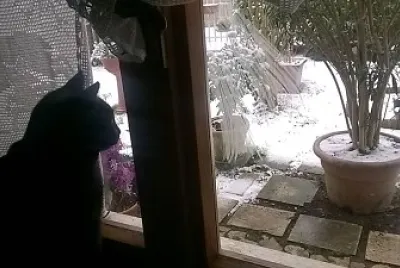 neve