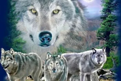 wolf pack