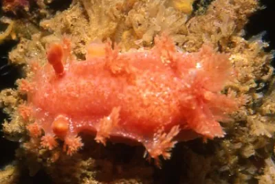 Kaloplocamus ramosus