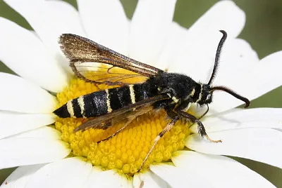 Paranthrene tabaniformis