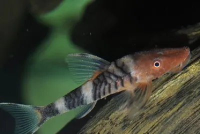 Otocinclus zebra