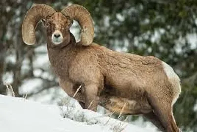 פאזל של Argali