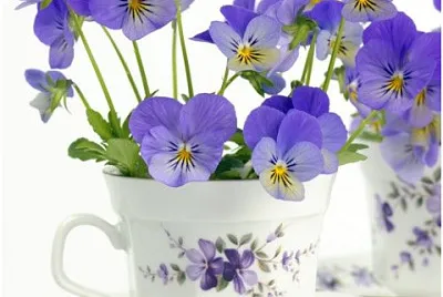 flores