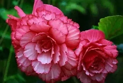flores