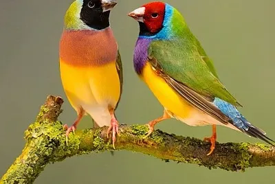 cores