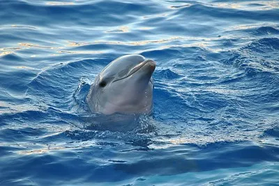 delfin