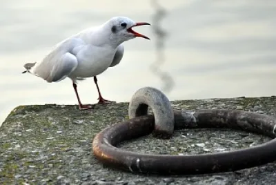 Mouette
