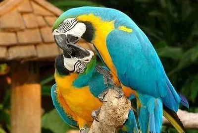 imagem