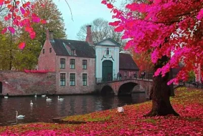 flores