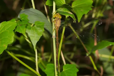 Gynacantha bayadera