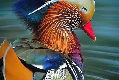 natural jigsaw puzzle