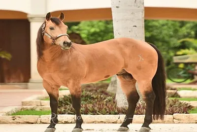 פאזל של palomino claro