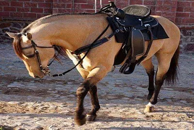 palomino oscuro