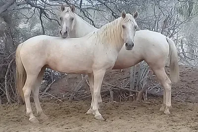 gemelos