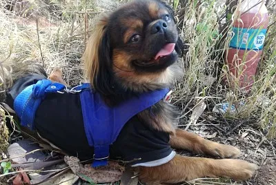 Toben