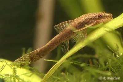 Otocinclus negros