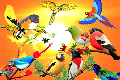 Oiseaux