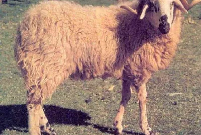 Istriana