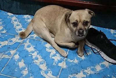 פאזל של Perro