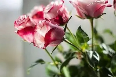 flores