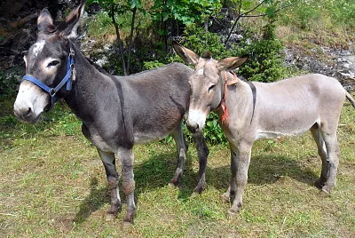 Di malciaussia