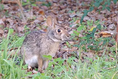 Sylvilagus acquaticus jigsaw puzzle