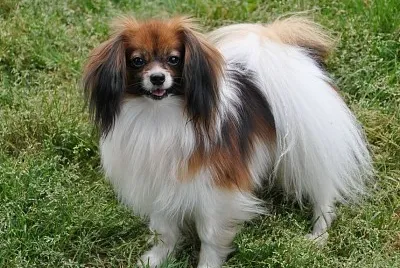 Phalene jigsaw puzzle