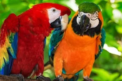 LORO
