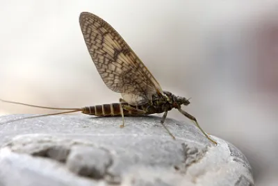 Rhithrogena germanica