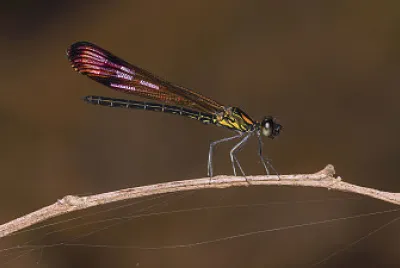 Heliocypha bisignata