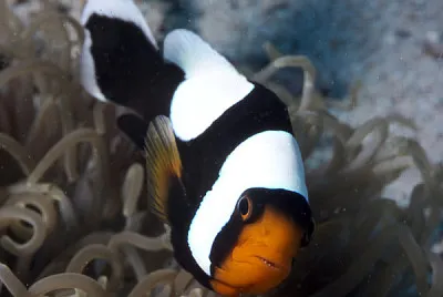 Pagliaccio panda