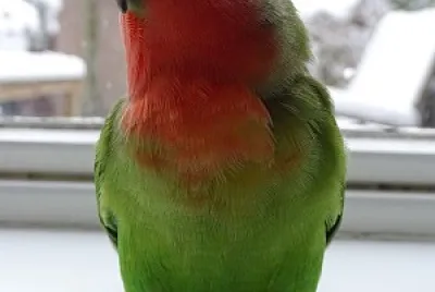 natural