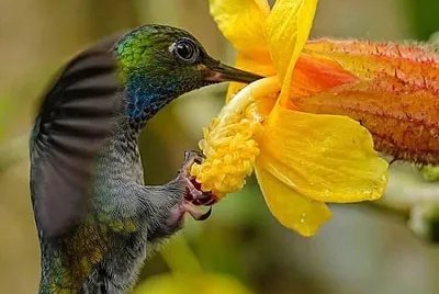 flores