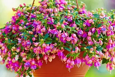 flores